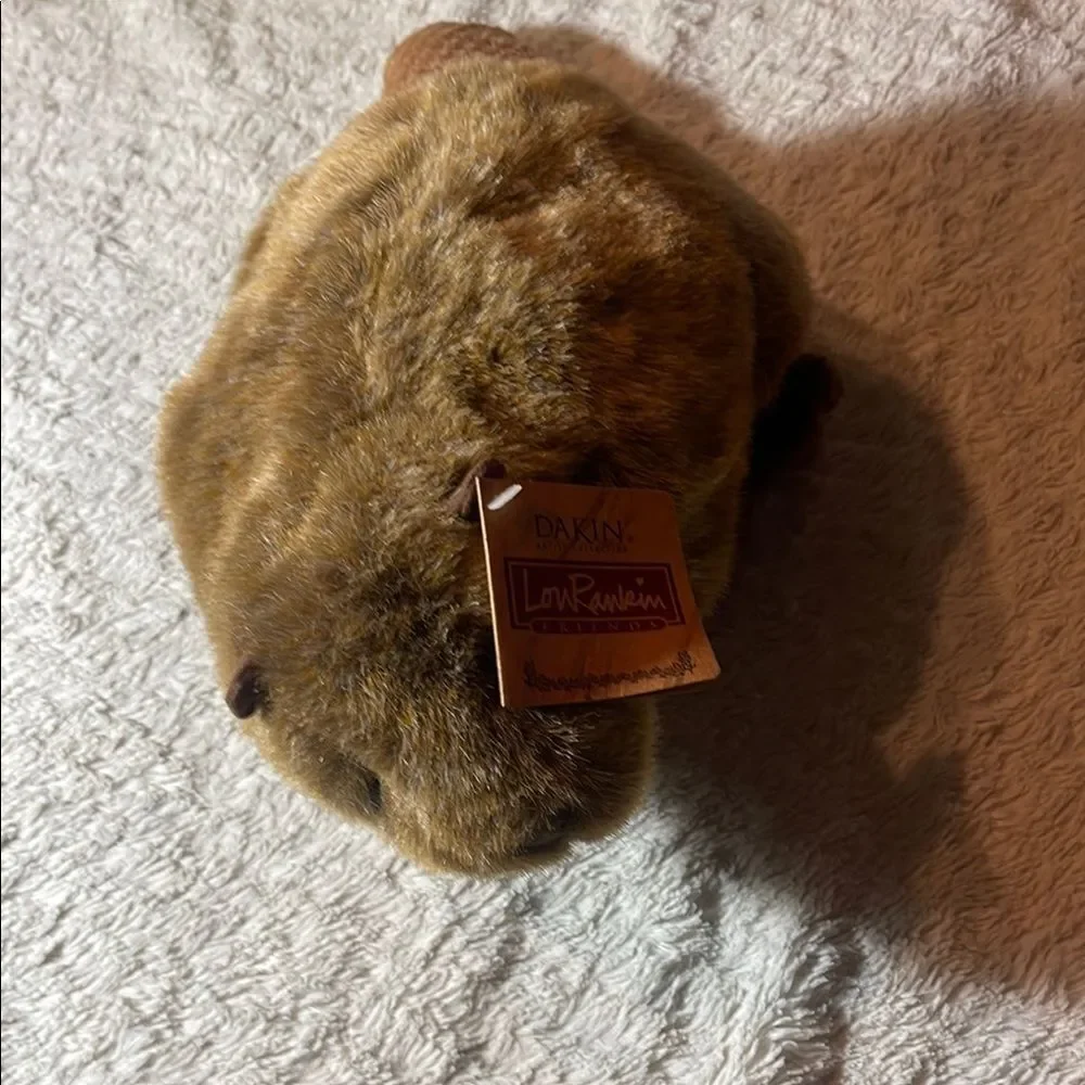 NWT Dakin ward beaver